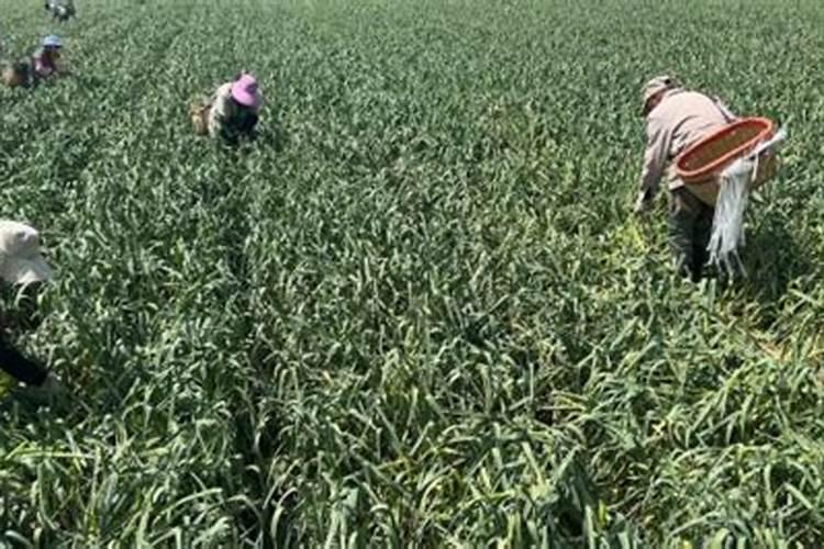 大蒜专用肥中,喜满地的生根效果怎么样？