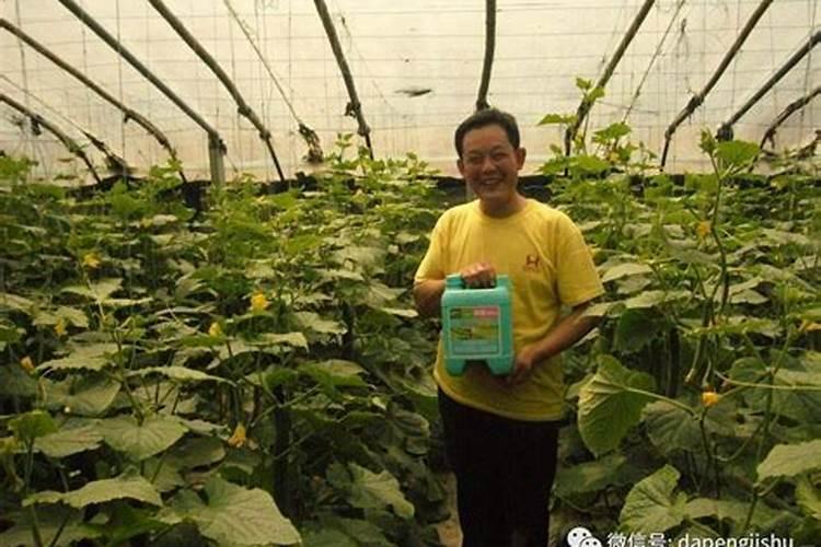 小雨可以撒施冲施肥吗？