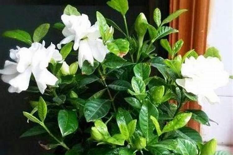 栀子花春天怎么施肥