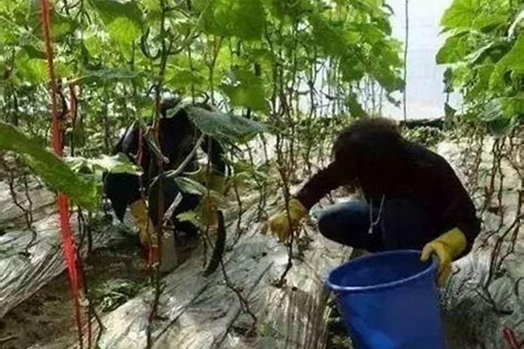 三十斤水放多少磷酸二氢钾合适