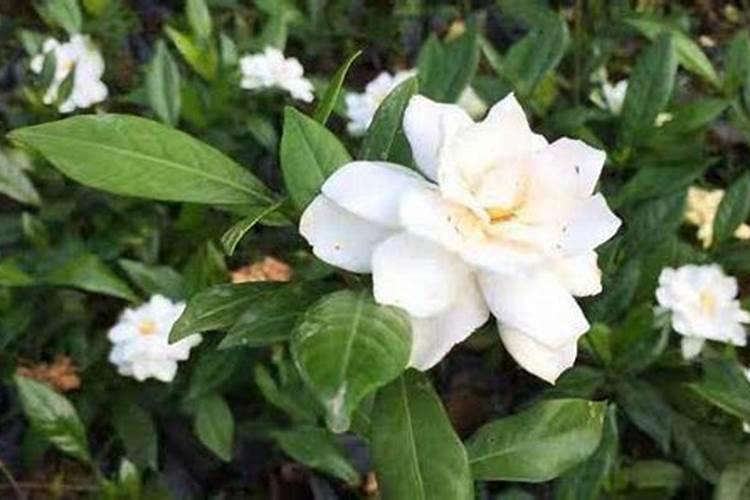 栀子花怎么养护