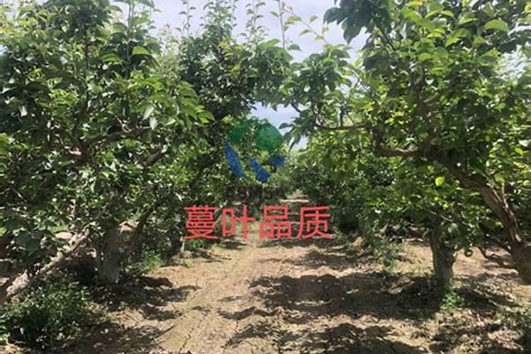 水溶肥滴完后冲多长时间的清水