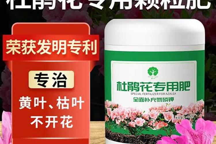 长寿花施什么肥最好 长寿花需要什么肥料