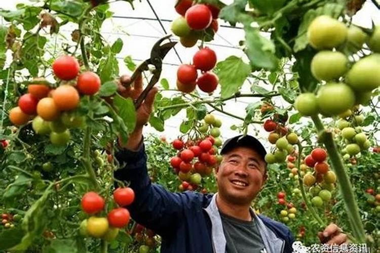 白菜烂根用什么药？