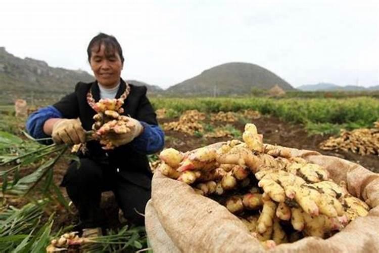 种植大姜后期用什么肥料好？