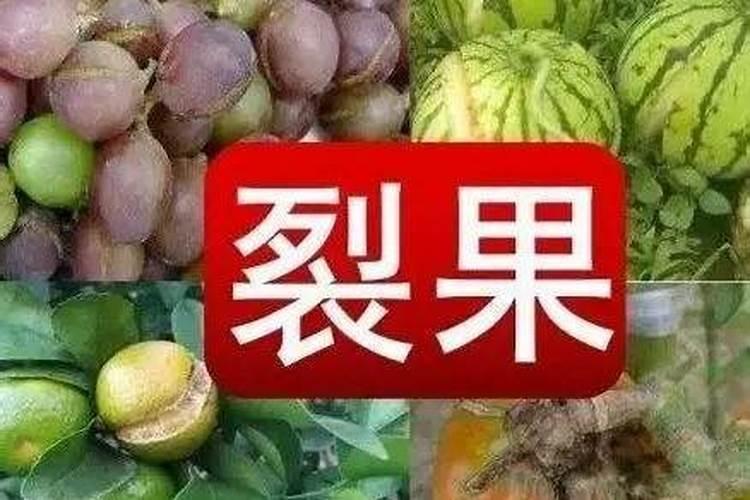 柿子用什么肥料果实更甜 如何施肥才能增甜