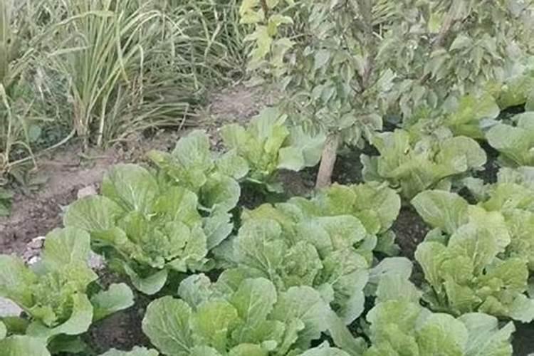 白菜施什么肥好