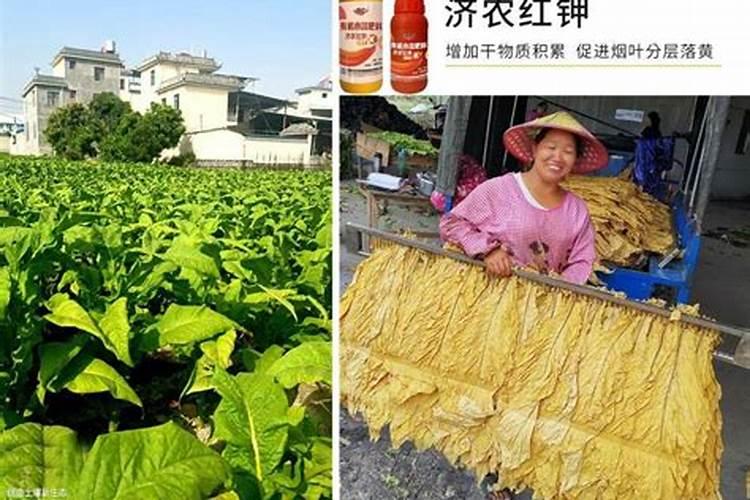 磷酸二氢钾的作用及使用方法及注意事项