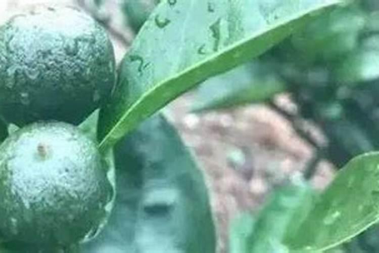 在果树上如何施用钙肥