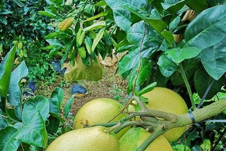 柚子树施什么肥料最好