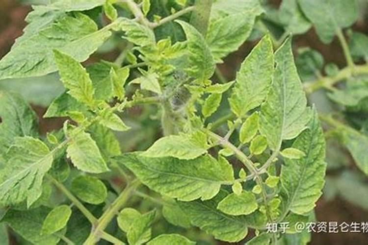 水稻稻直鬃蓟马防治方法