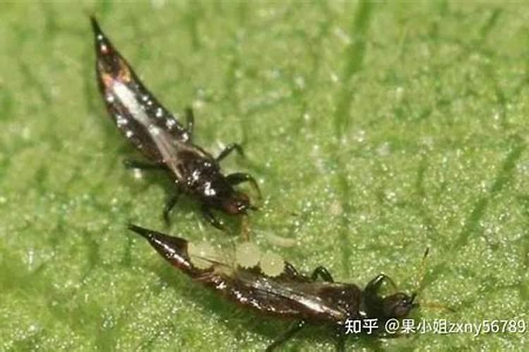 豆角蓟马害虫,用什药好？可否混合叶面肥或抑菌剂时喷施？谢