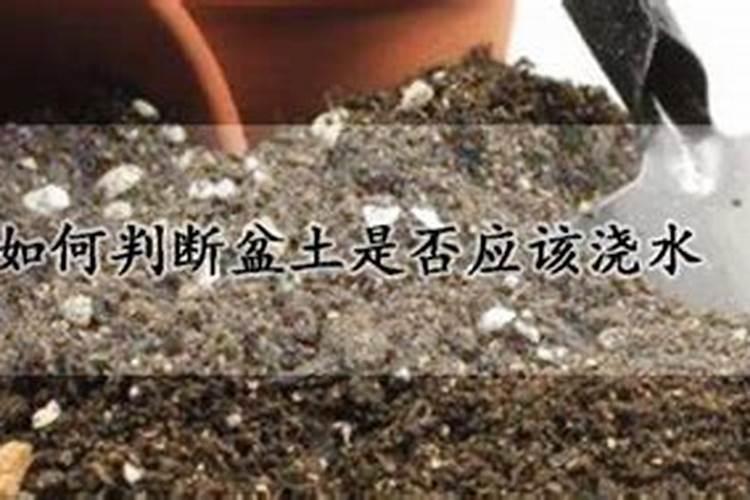 夏季玉树是否需肥如何判断