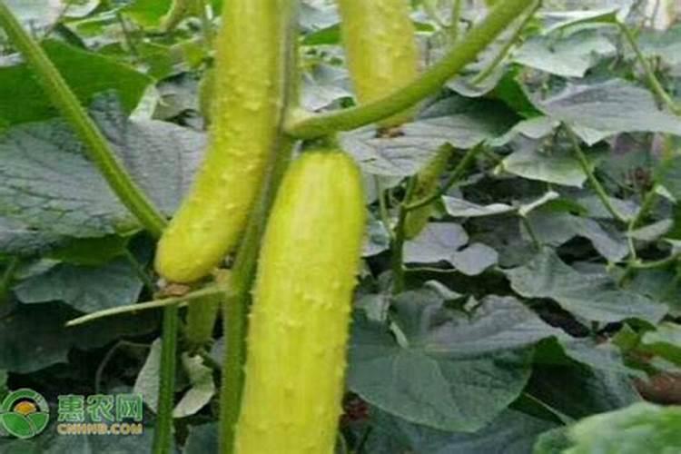 黄瓜追肥用什么肥料好？