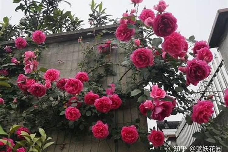 月季花用液肥可以浇枝叶吗？