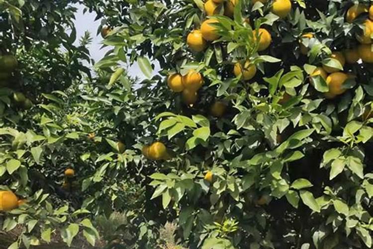 桔子树开花时怎样施肥保果