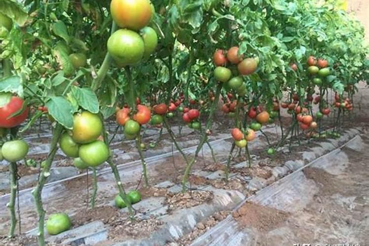 西红柿施什么肥料最好