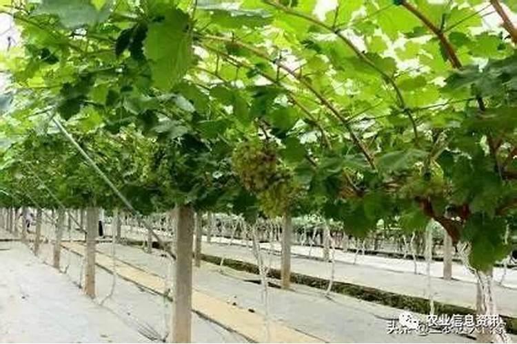 葡萄在膨果期天气正高温时能不能浇水