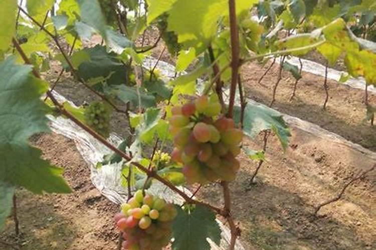 葡萄树如何施肥葡萄树的施肥方法