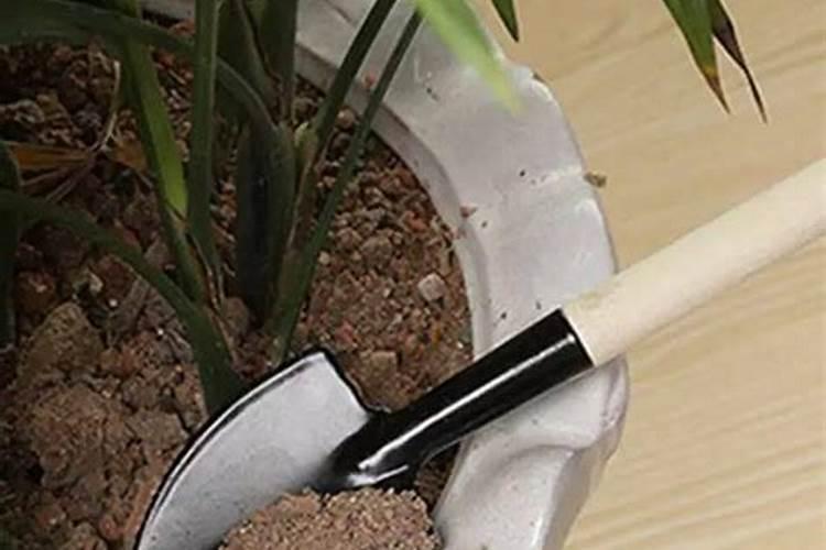 植物冬天叶片上可以喷水吗