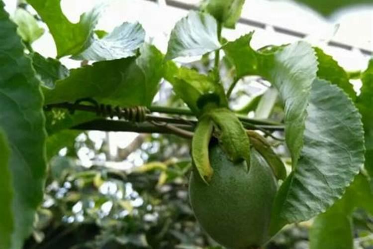百香果氮肥重太重会出现什么情况？