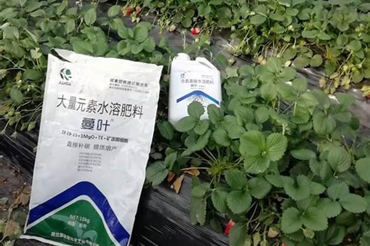 草莓开花结果期怎么施肥 肥料要怎么选择