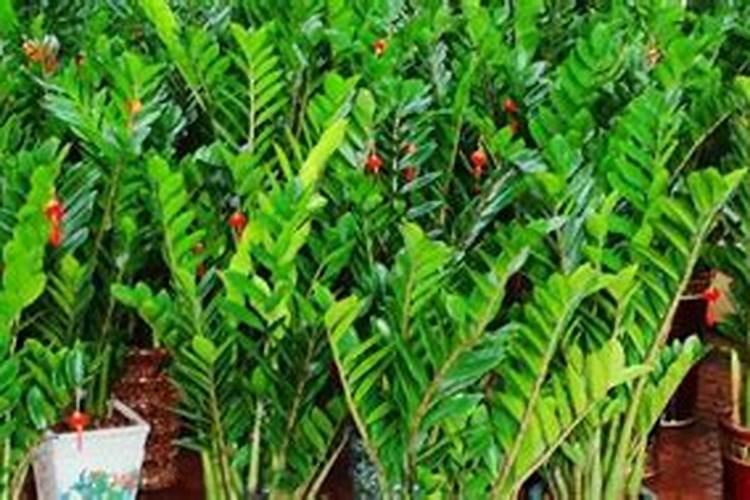 换盆,施肥后丽格海棠老掉花蕾该咋办