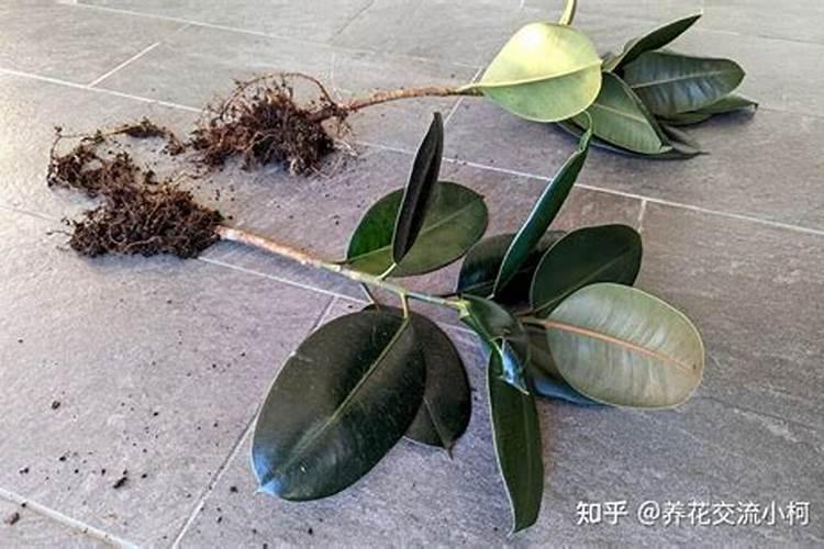 氮肥的使用与注意事项