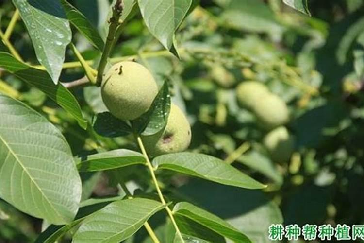 核桃树什么时候施钙肥最好