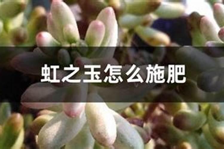 虹之玉怎么施肥