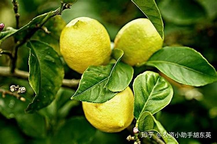 刚栽的小树苗可以施磷肥吗？