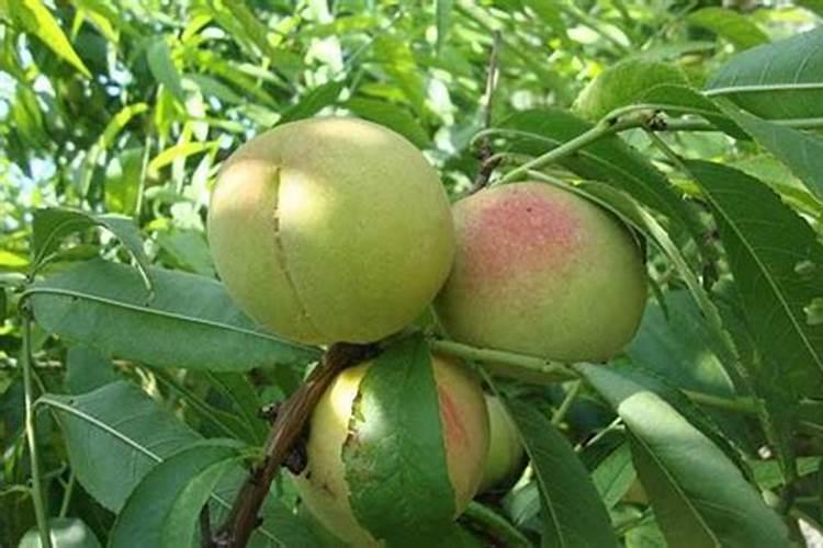 桃树施什么肥料最好