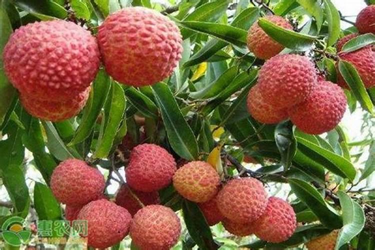 荔枝施什么肥料最好