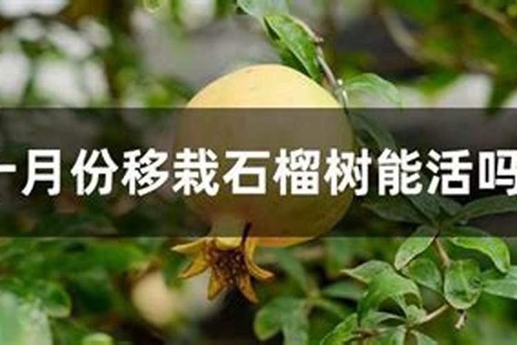 果树10月份还能施肥吗