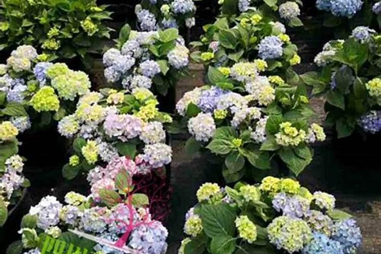 绣球花肥可以用于月季花吗？