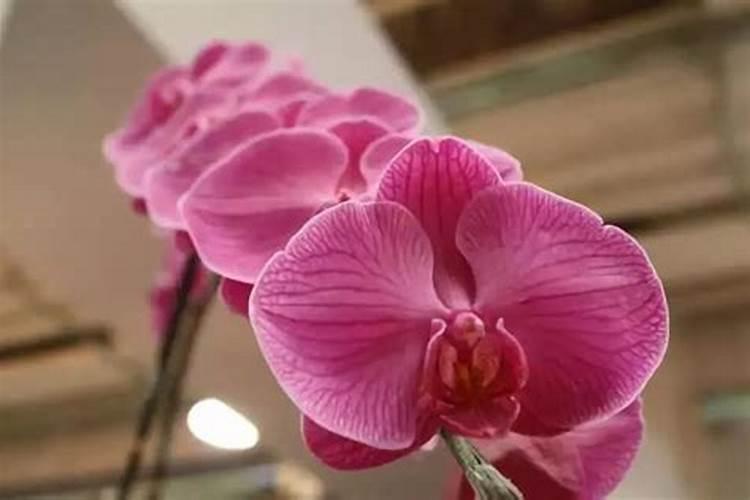 花卉施什么肥好