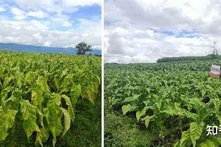 烤烟施钾肥最佳时间 什么时候使用效果好