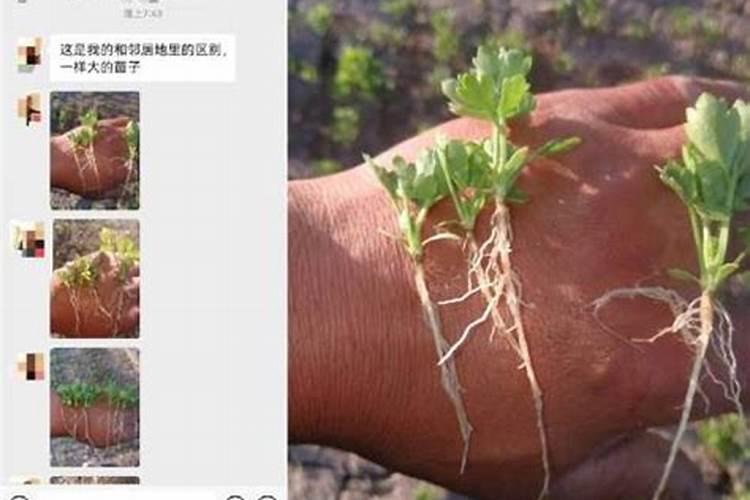 葡萄树上用红糖液可以作叶面肥吗？