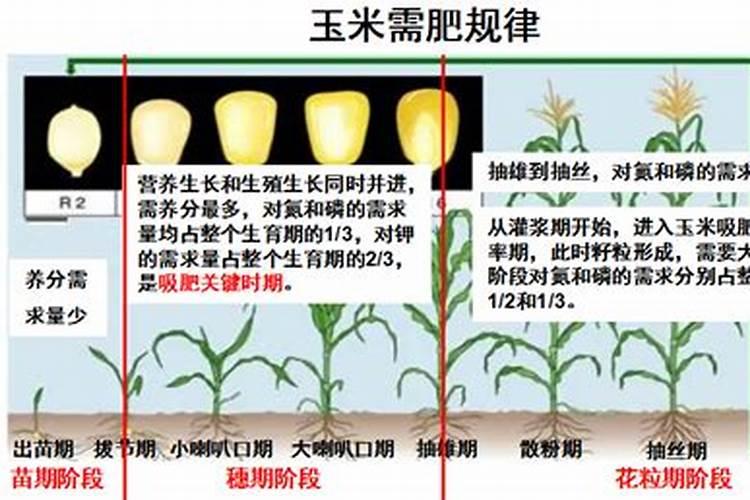 玉米冲肥的最佳时期