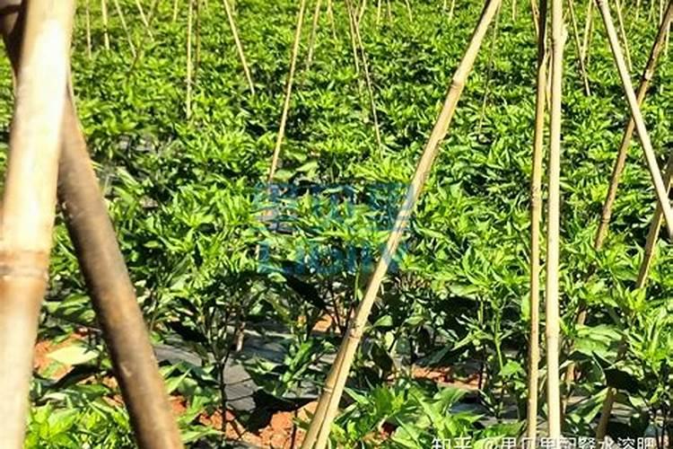 夏天大棚的辣椒如何种 夏天大棚的辣椒怎么种