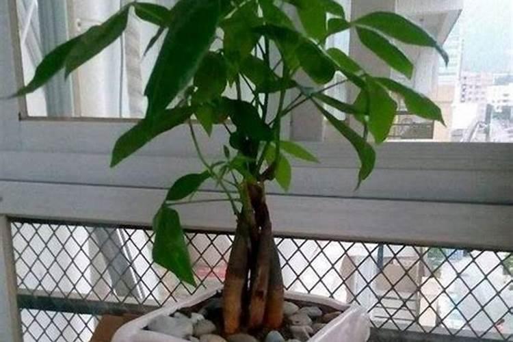 水培植物可以每天喷叶面肥吗