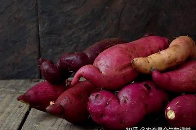水溶肥加水溶化后能放多久