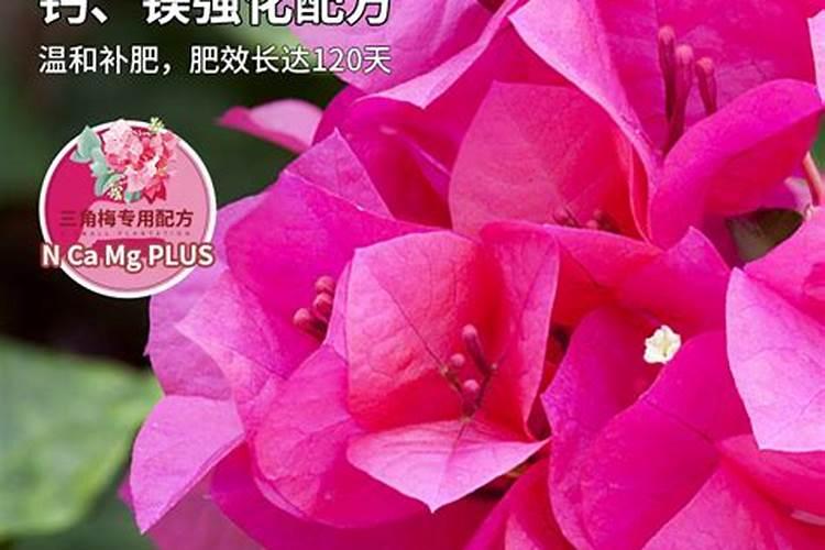 三角梅的根如何管理花开爆盆就容易了