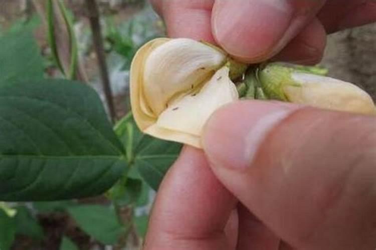 请教老师,豆角得了什么病？咋治疗？