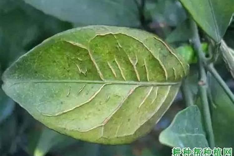 用肥过量使用的危害,氮肥过量的防止办法