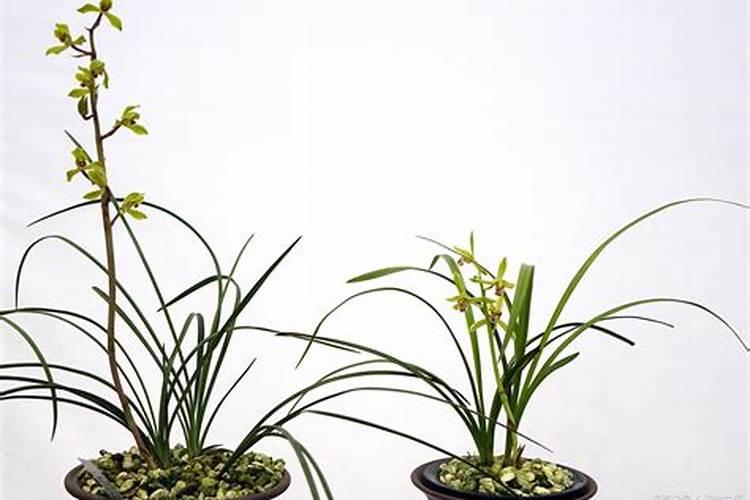 兰花叶面肥浓度过高,怎么办？