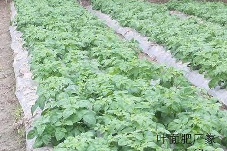 土豆施肥的最佳时期