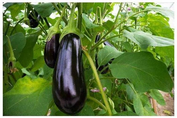 茄子苗用什么肥最好