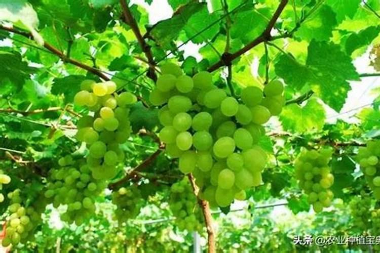 磷酸二氢钾可以喷叶面吗