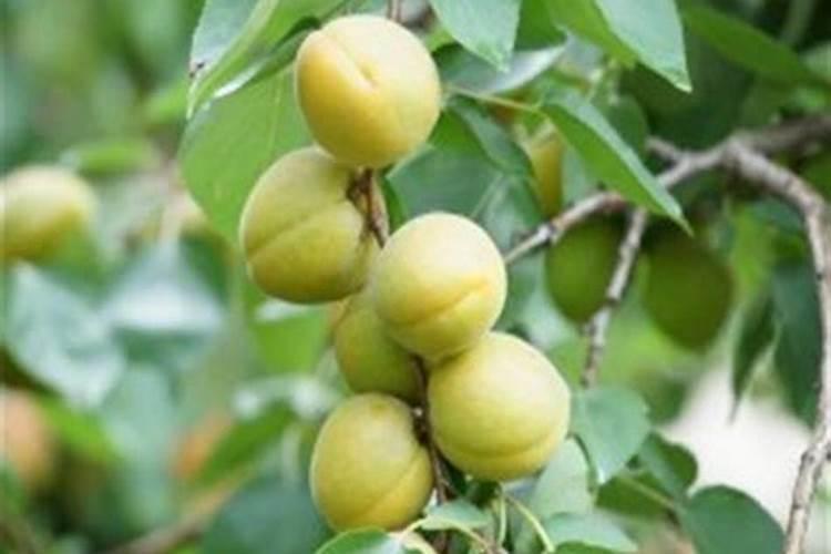 种植李子应该在什么时候施肥？怎么施？